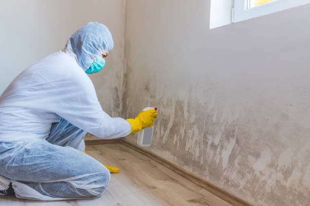 Licensed Mold Removal service in Manchester, GA - WQB Mold Removal